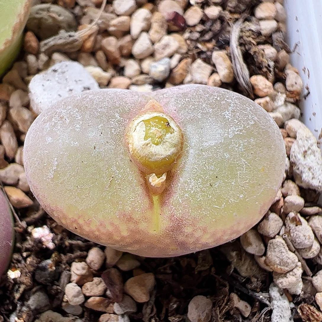 粉红女郎风铃玉福利特