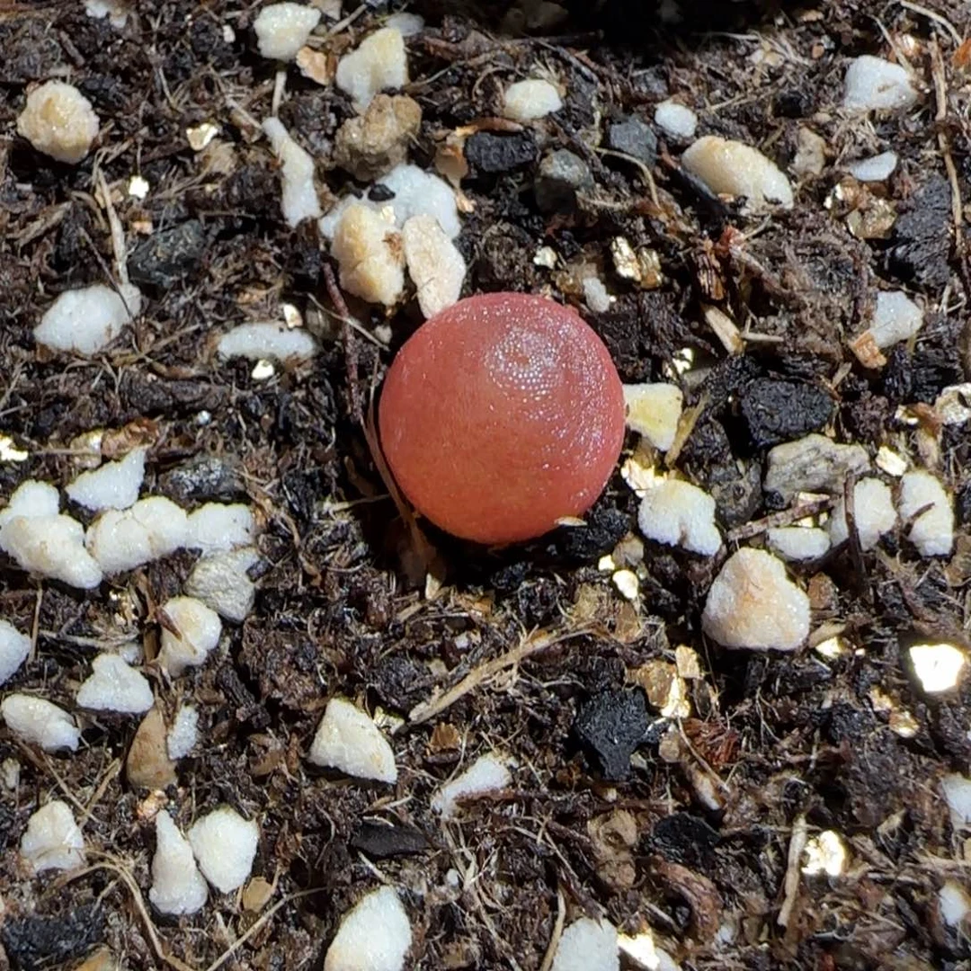 肉锥多肉植物组合-哈默1735