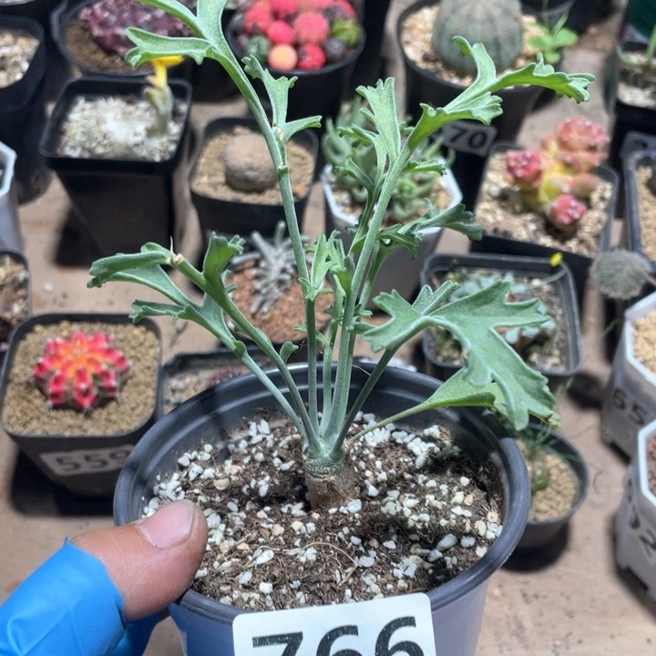 766鹿茸沉香洋葵