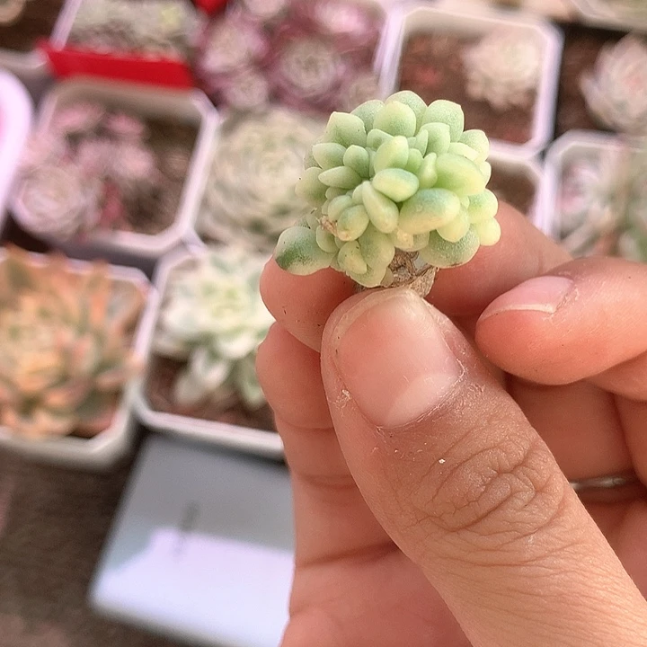 陆***熠雪精灵缀化福利价