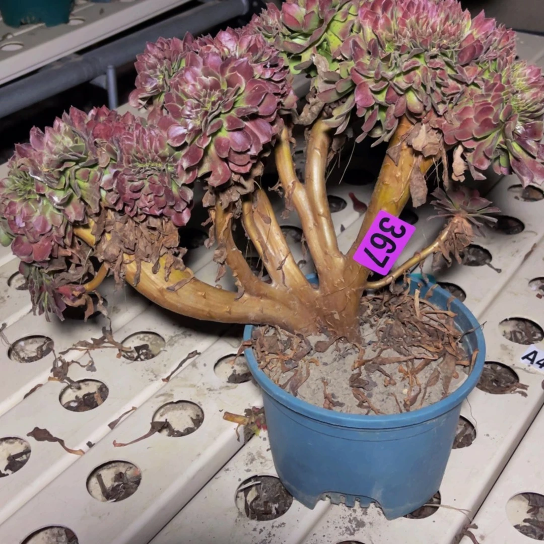 荷兰法师7///34包邮