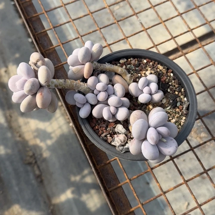 原始大叶奶多肉植物绿植