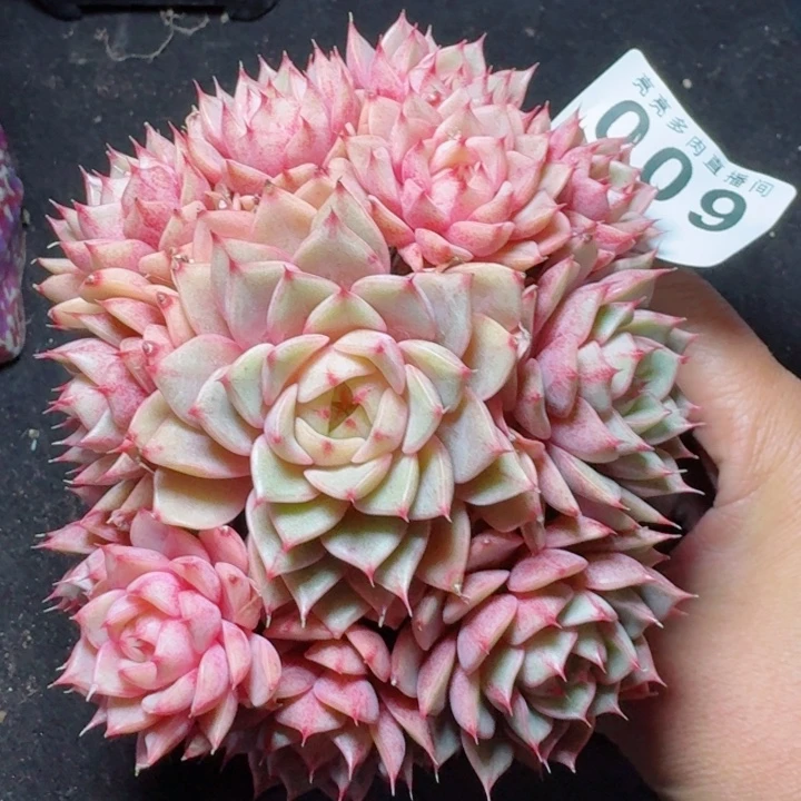 灰***娘笨吧帝斯卡         精控精养多肉植物