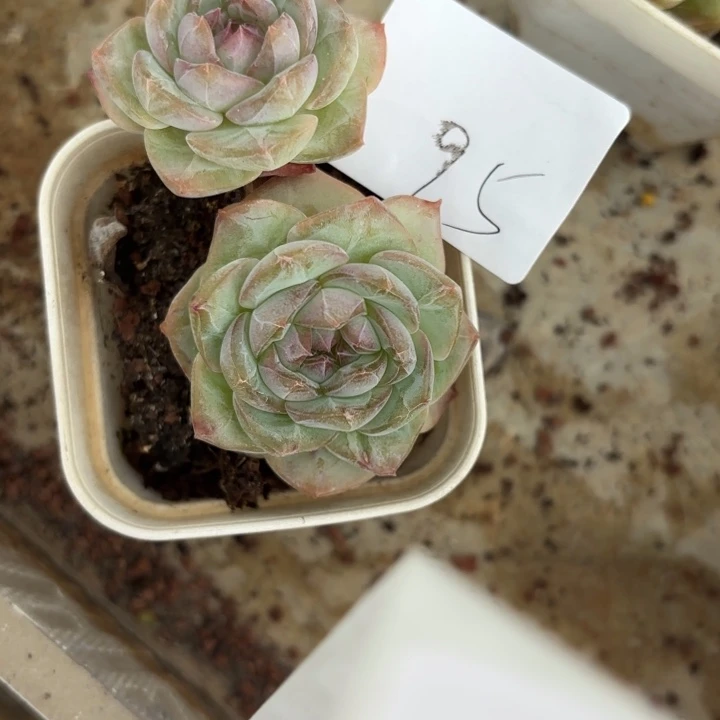 战后95呀呀呀啊啊雨呀呀呀