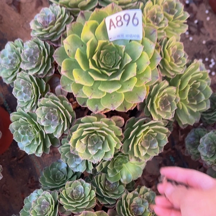 万拉丝多肉植物896.