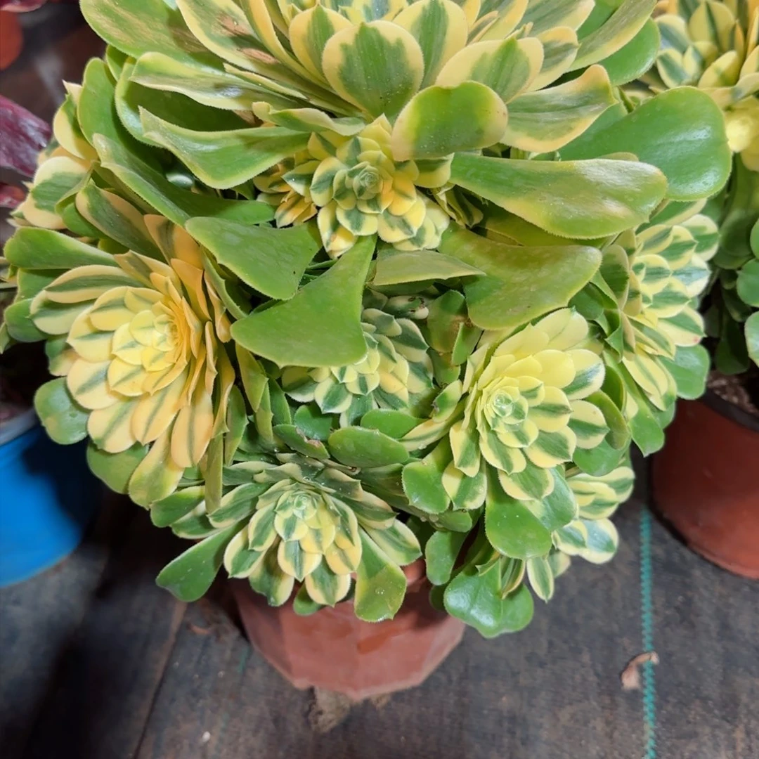 朴*?5105多肉辛尼亚多肉