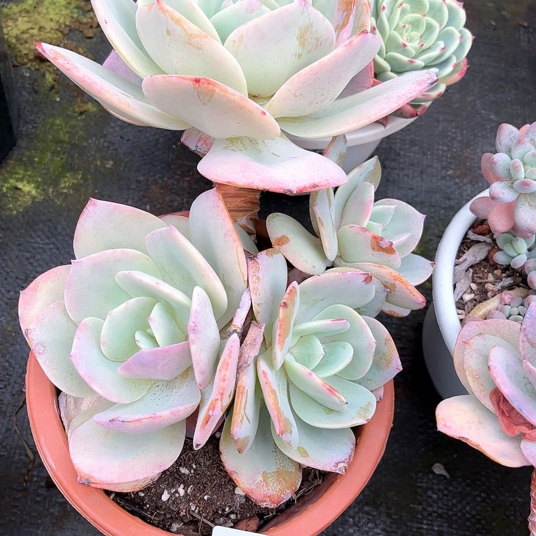 小杰家白凤16027