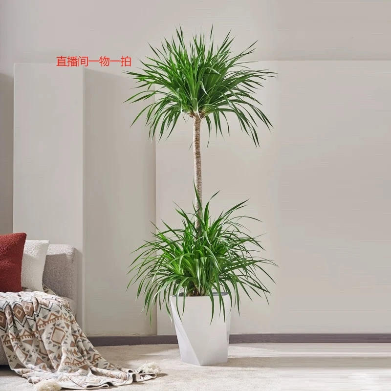 大型龙血树老桩客厅办公室落地盆栽四季常青好养绿植