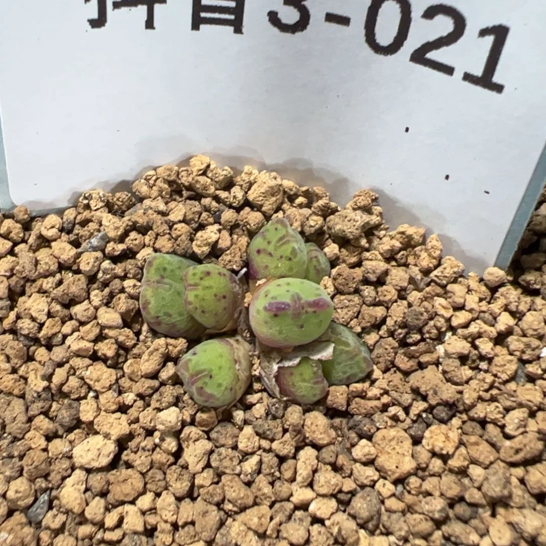 3-21原始斑马多肉植物