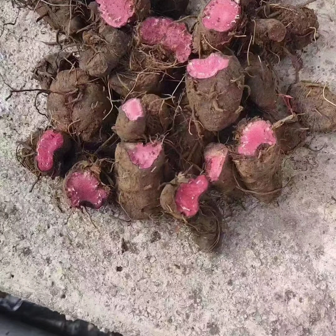 海拔四千以上的野生草血竭