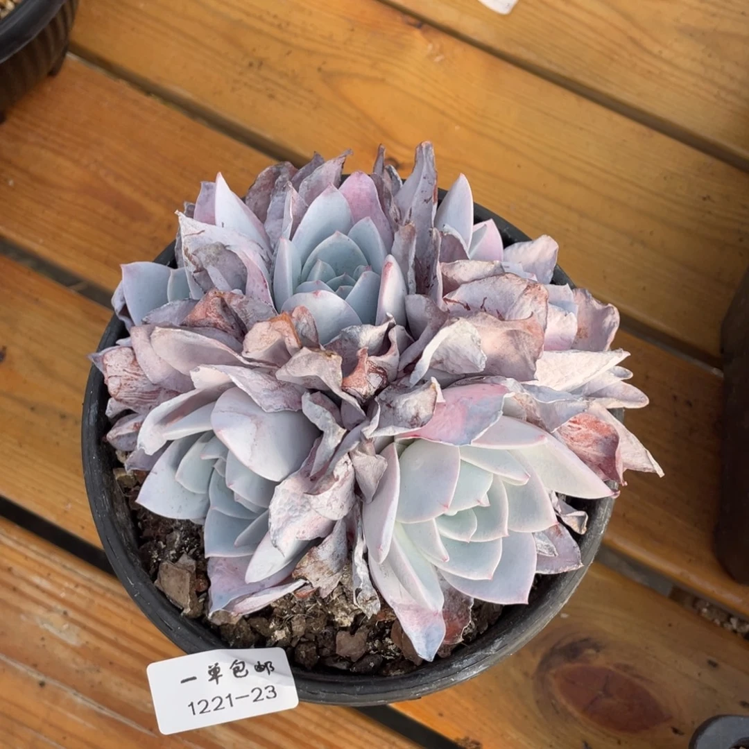 1221-23-白莲。。。。。。。。