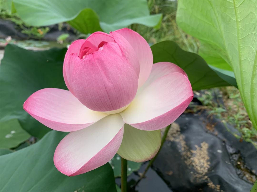 （上官婉儿）-中大型碗莲盆栽观赏荷花丰花碗莲种藕