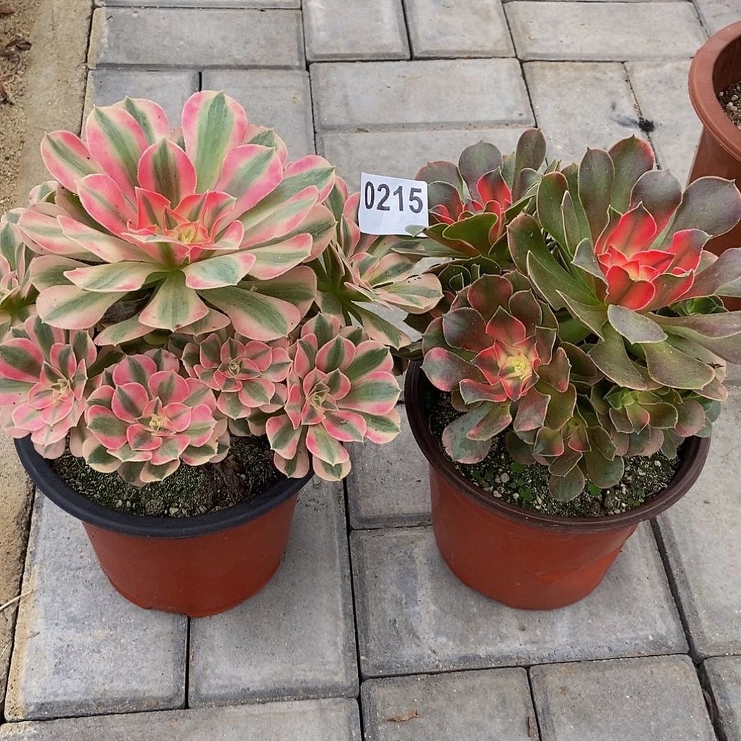 0215女巫香妃33333冠服16.19左右