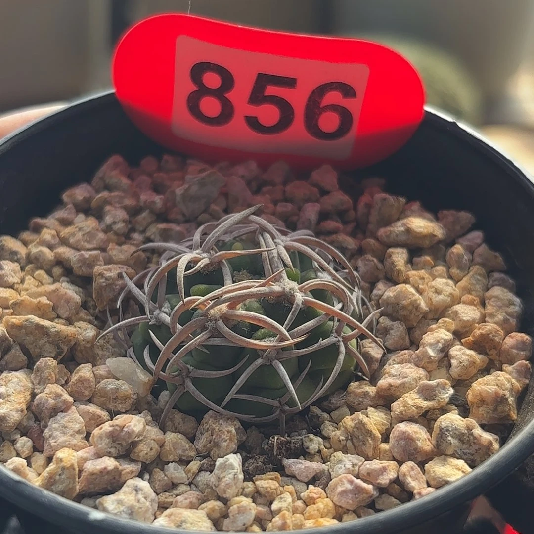 仙人球实生碧岩玉