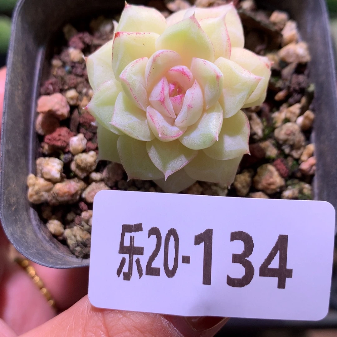 乐然20-134 白天鹅