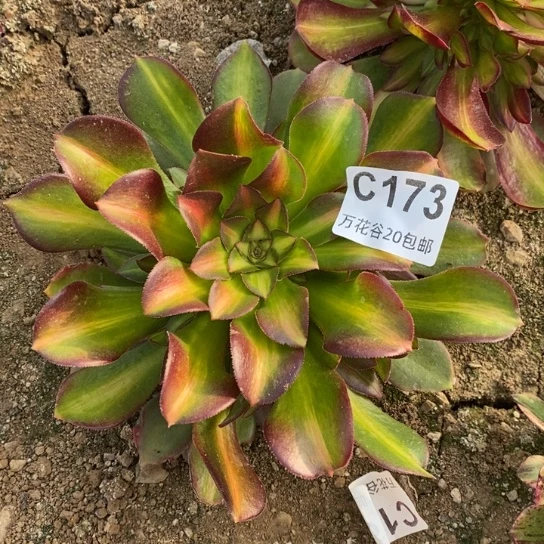 173绍修中斑多肉植物