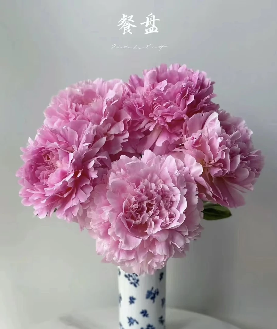 【餐盘]芍药花苗 重瓣芍药菏泽基地直发