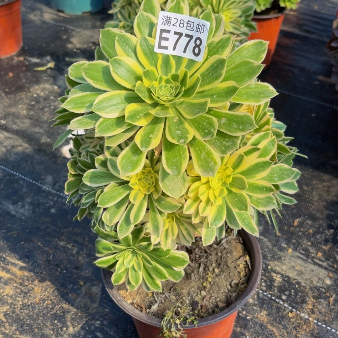 778多肉植物一物一拍