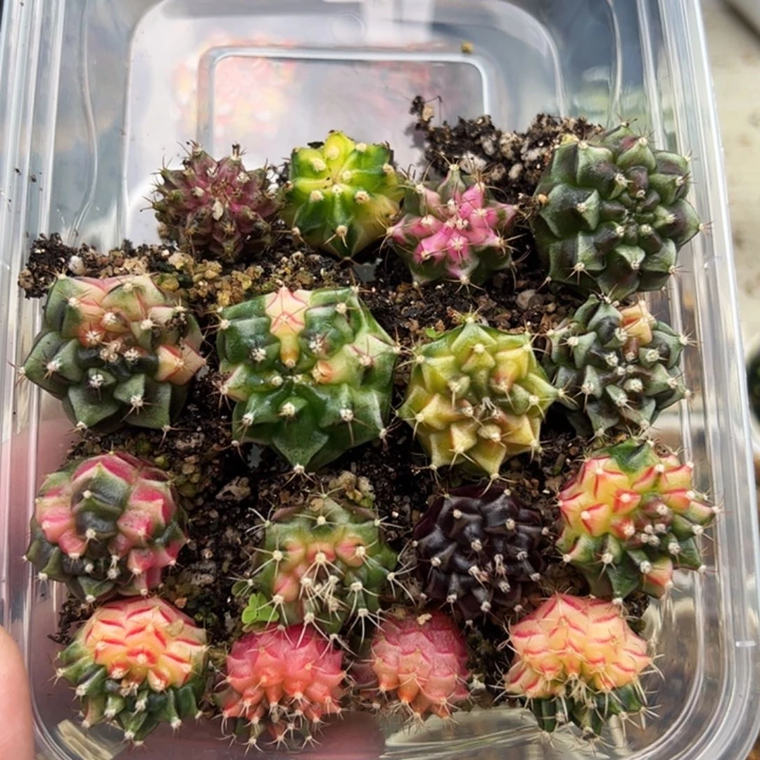 不***名当前无花朵，栽培后可花朵515