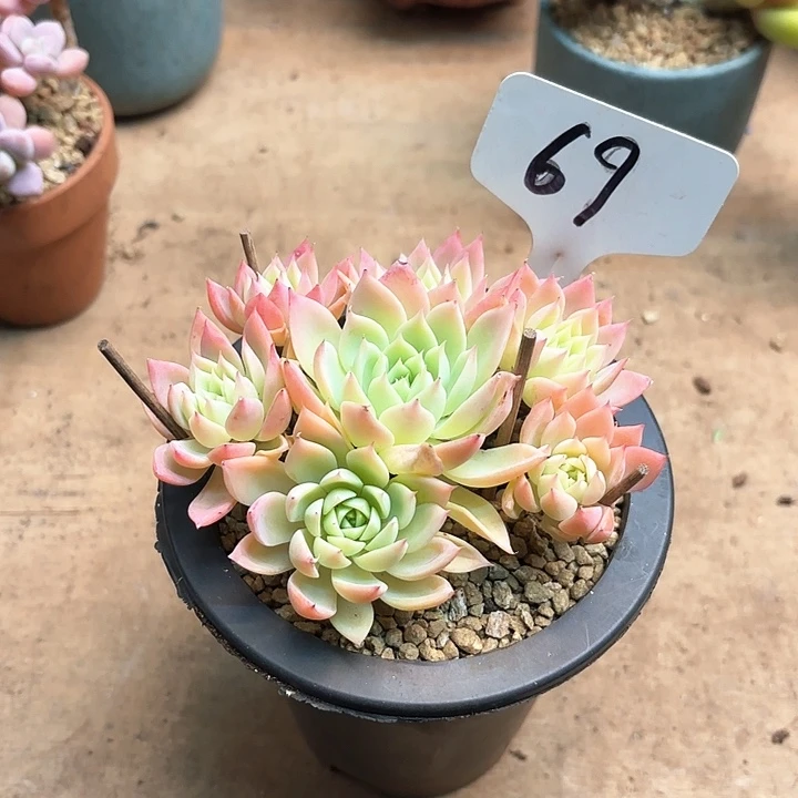 多肉植物，三色景69号