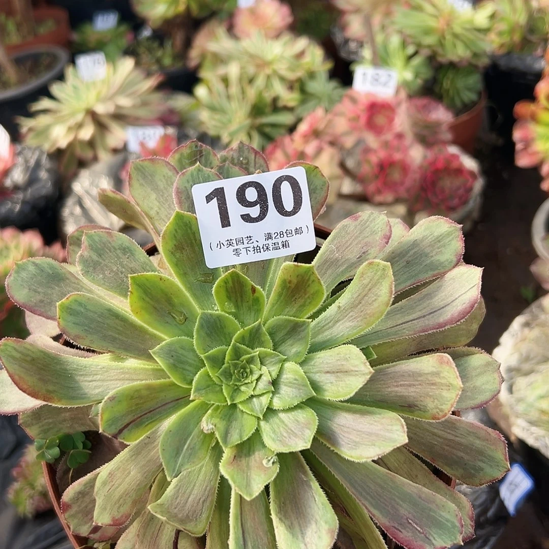 多肉植物多肉植物190