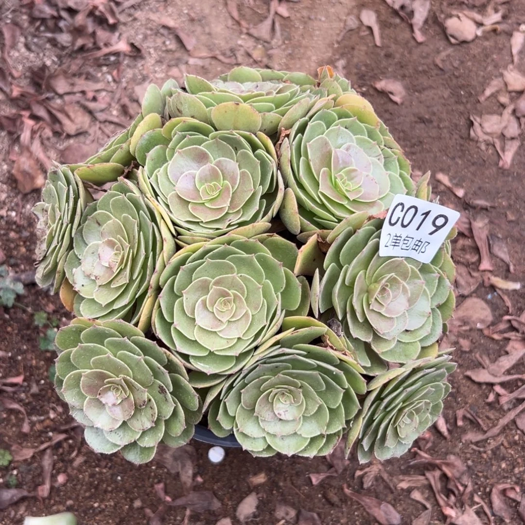 019多肉  沙拉碗 不包断头