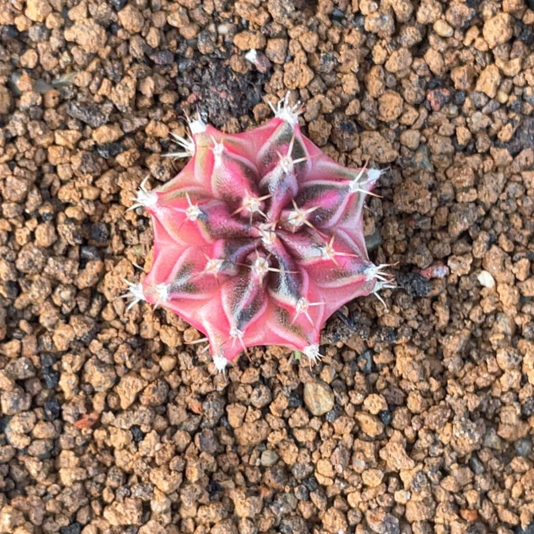 当前无花朵，栽培后可花朵粉臀虎斑