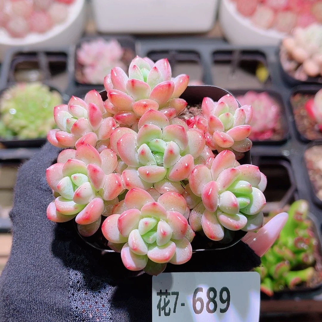 花利美7-689新品