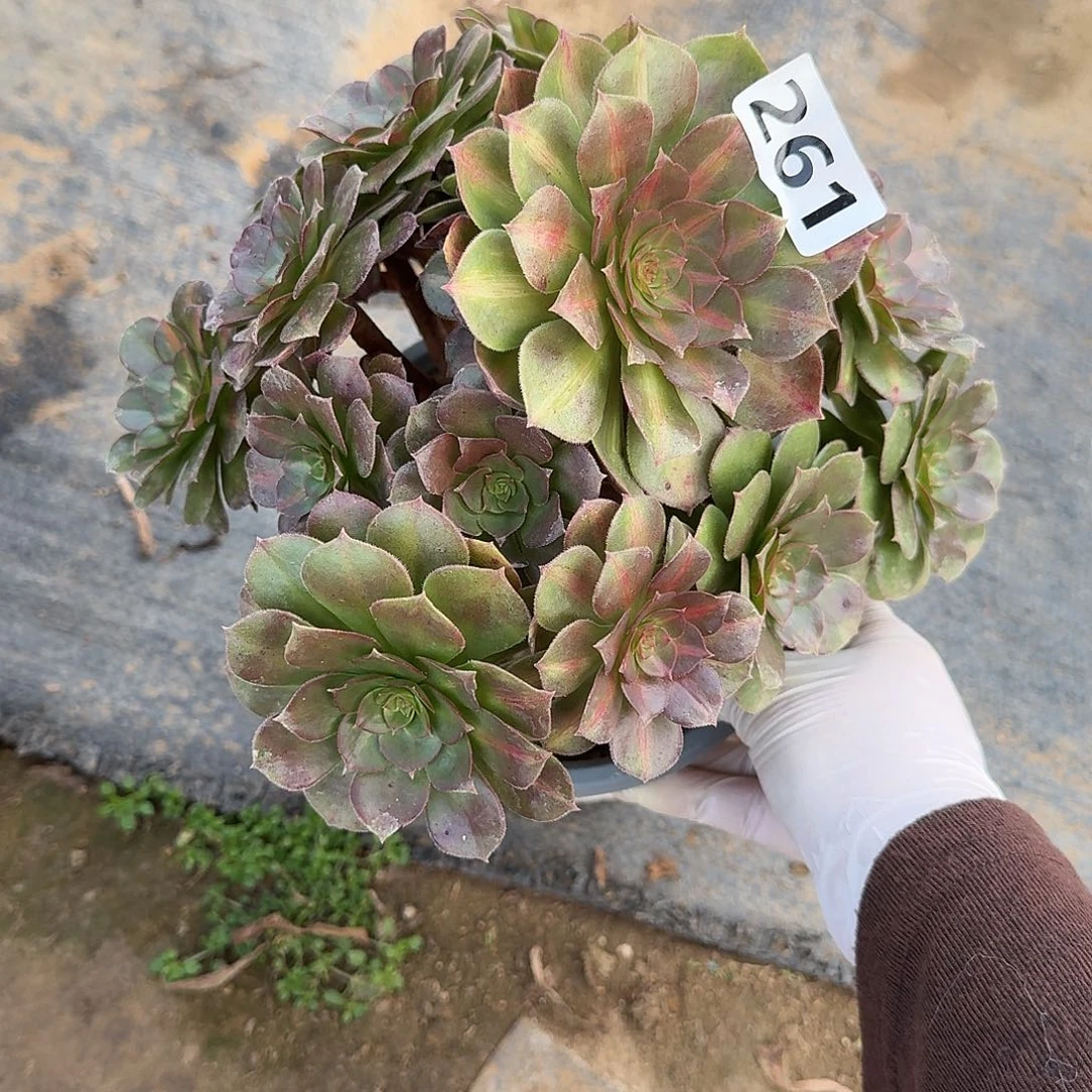 不周正倾城中斑261号