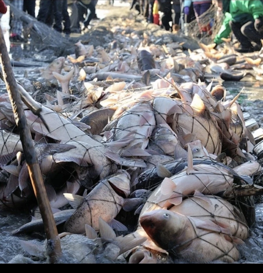 纯东北冷水野生胖头鱼热卖品