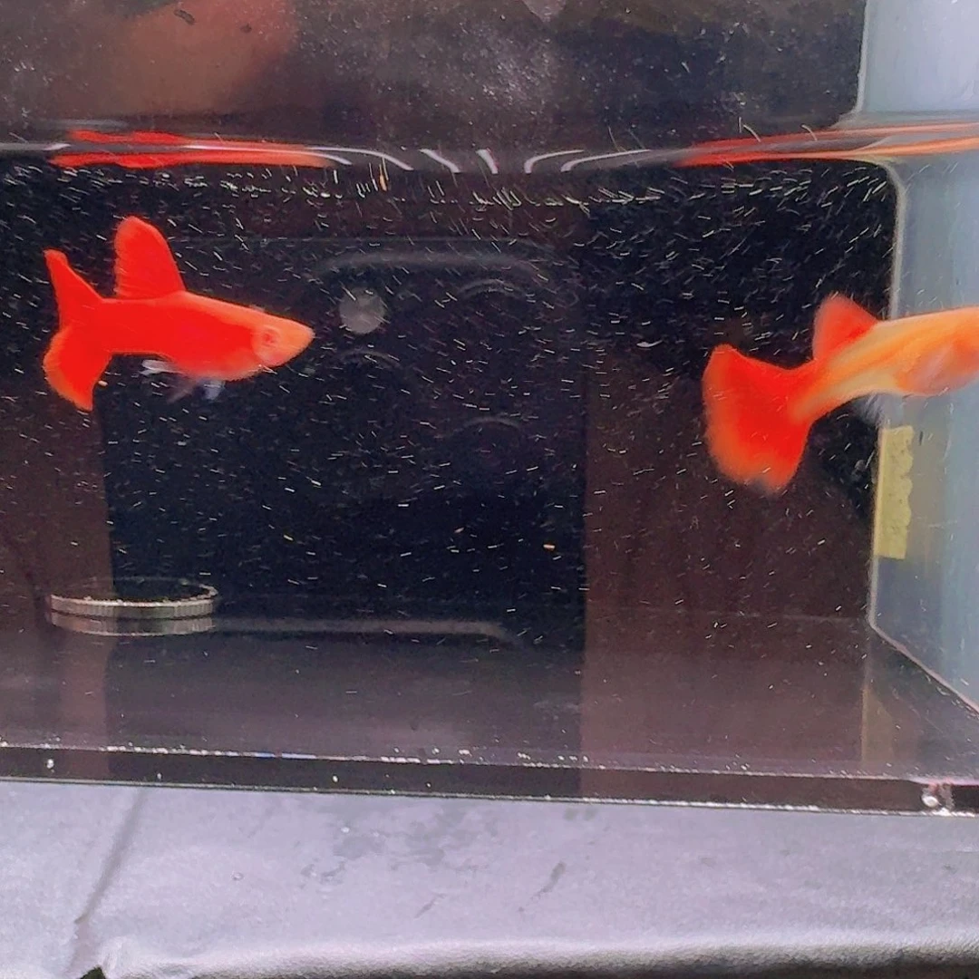 孔雀鱼大背血红一对压成