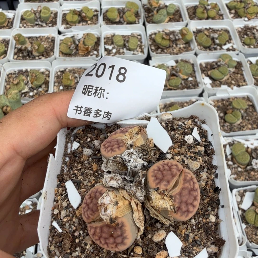 浴***馆多肉植物多肉植物