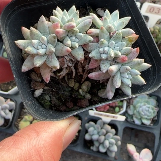 106白菊多肉植物多