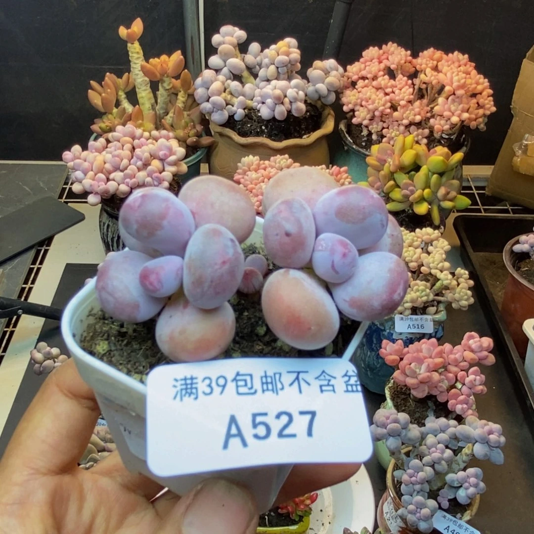 527糖豆奶多肉4c m