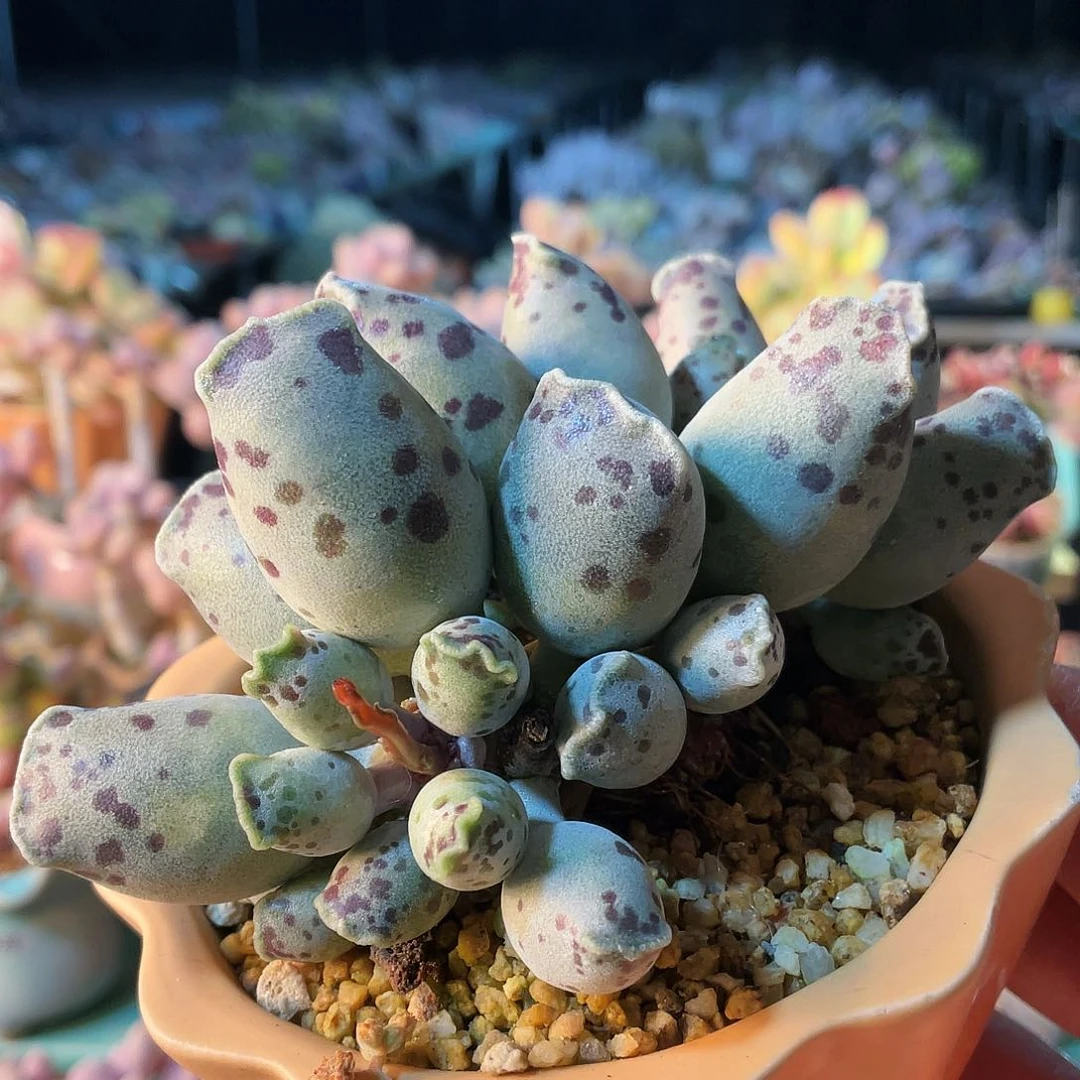 福*妮多肉植物的生长发育与生长发育