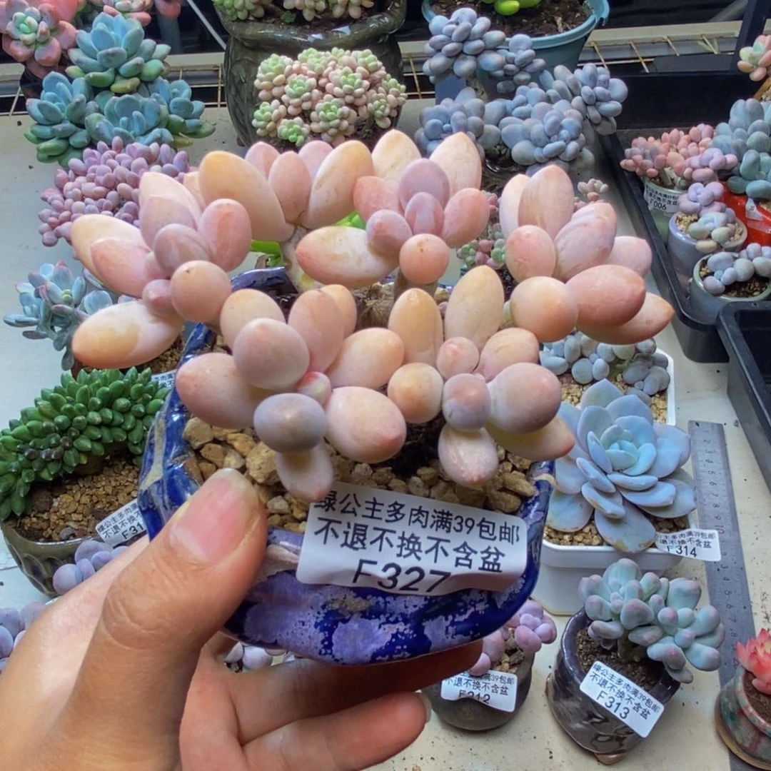 妮*327香水手指奶多肉8c m