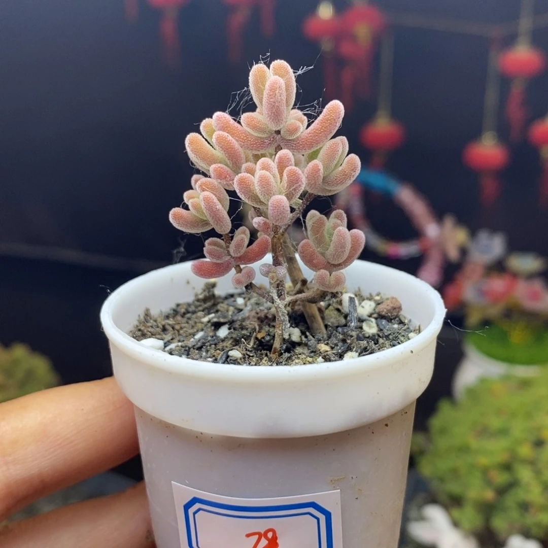 无花朵28号实生红叶枝干