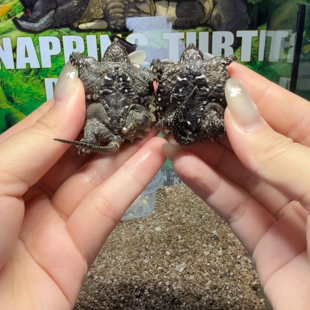 罗***新公母搭配小鳄龟福利价2只238