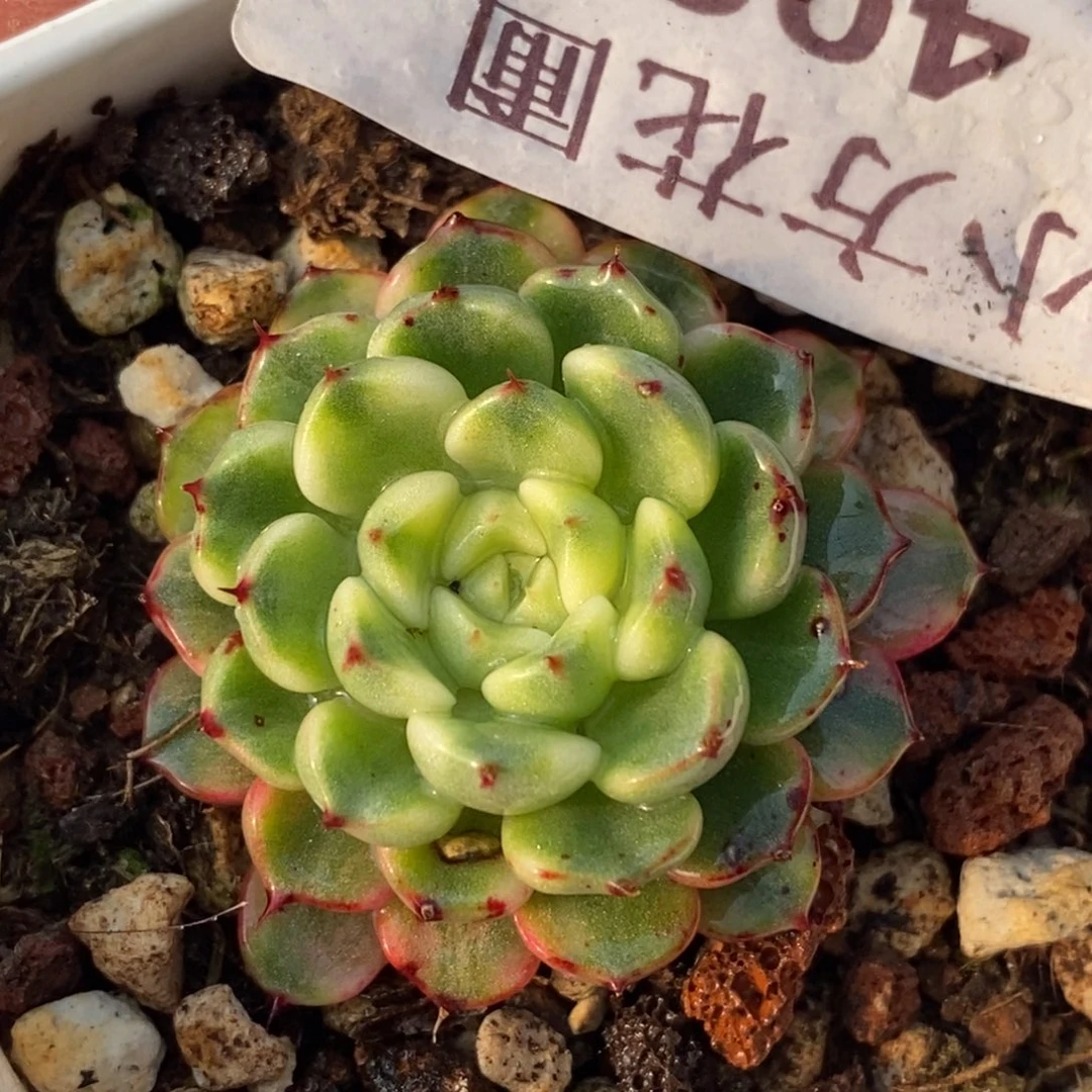 403老红衣锦单头带根