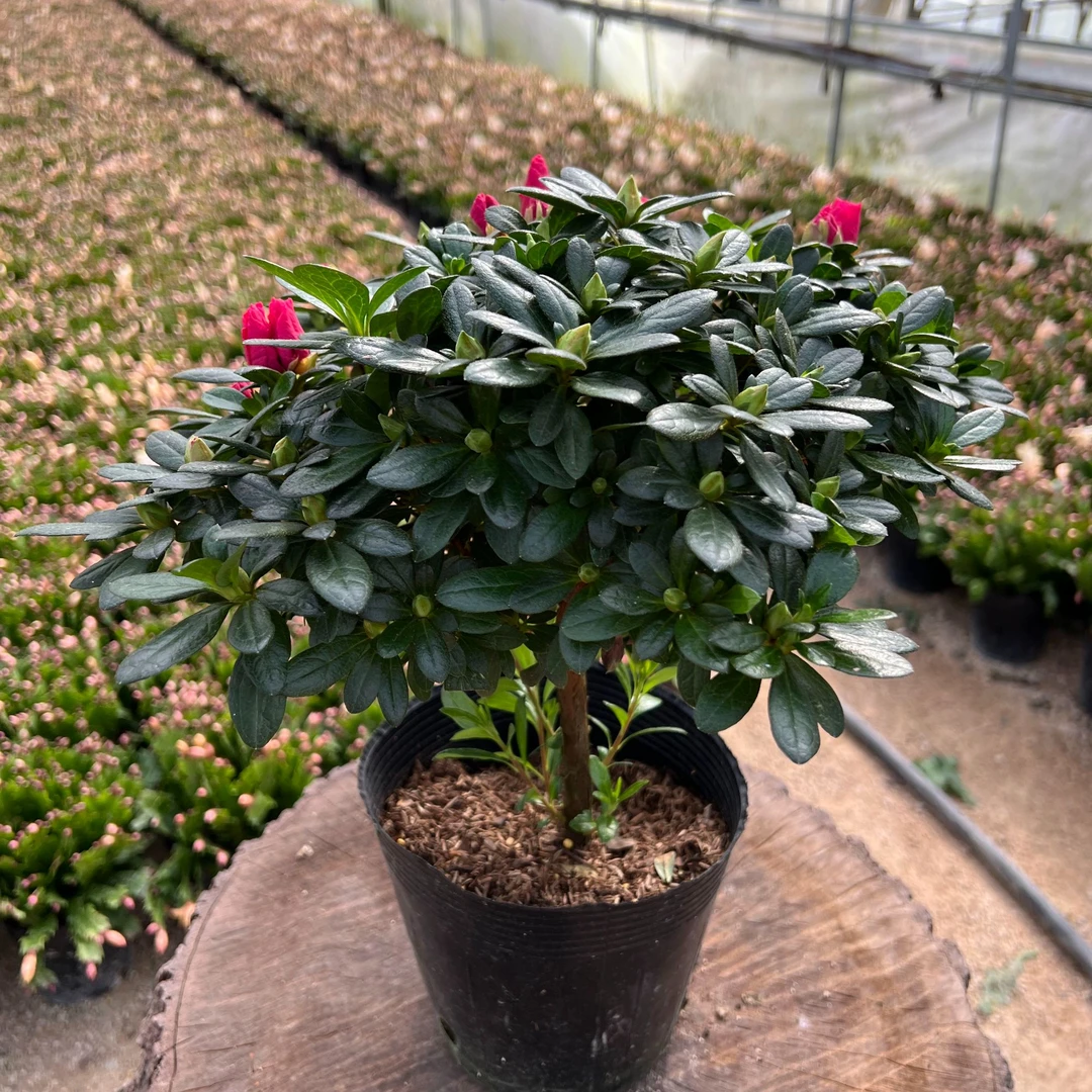 永福比利时杜鹃带花苞杜鹃花盆栽四季开花室内外好养易活花卉绿植