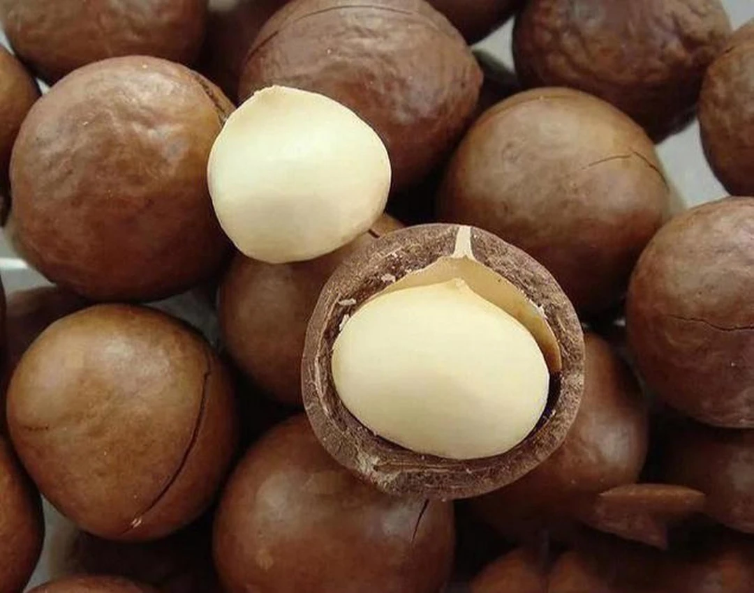 山地王----夏威夷果