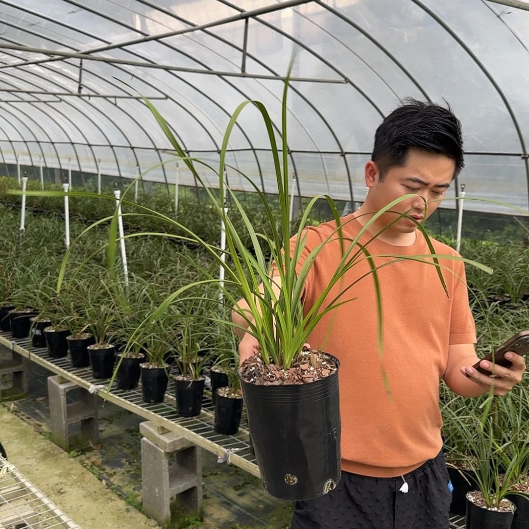 当前无花栽培后可以开花蕙兰大一品五苗及以上