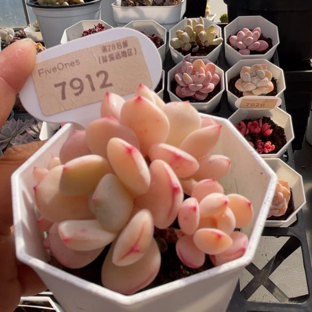 香草7912-6.0厘米