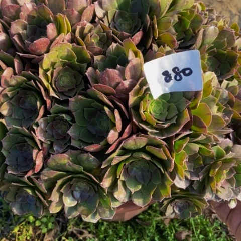 万圣节朵朵多肉植物880多肉