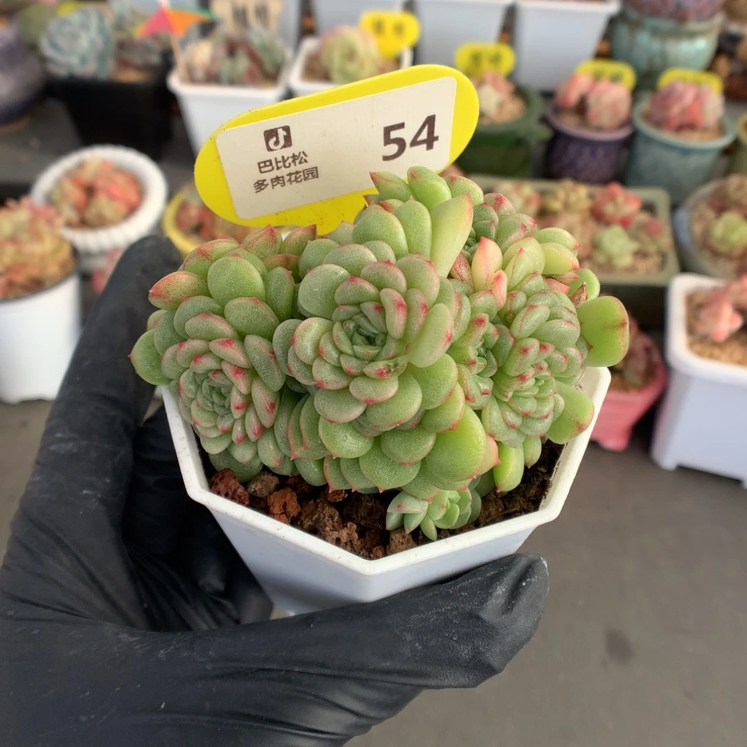 54 灯泡叶麦杆多肉