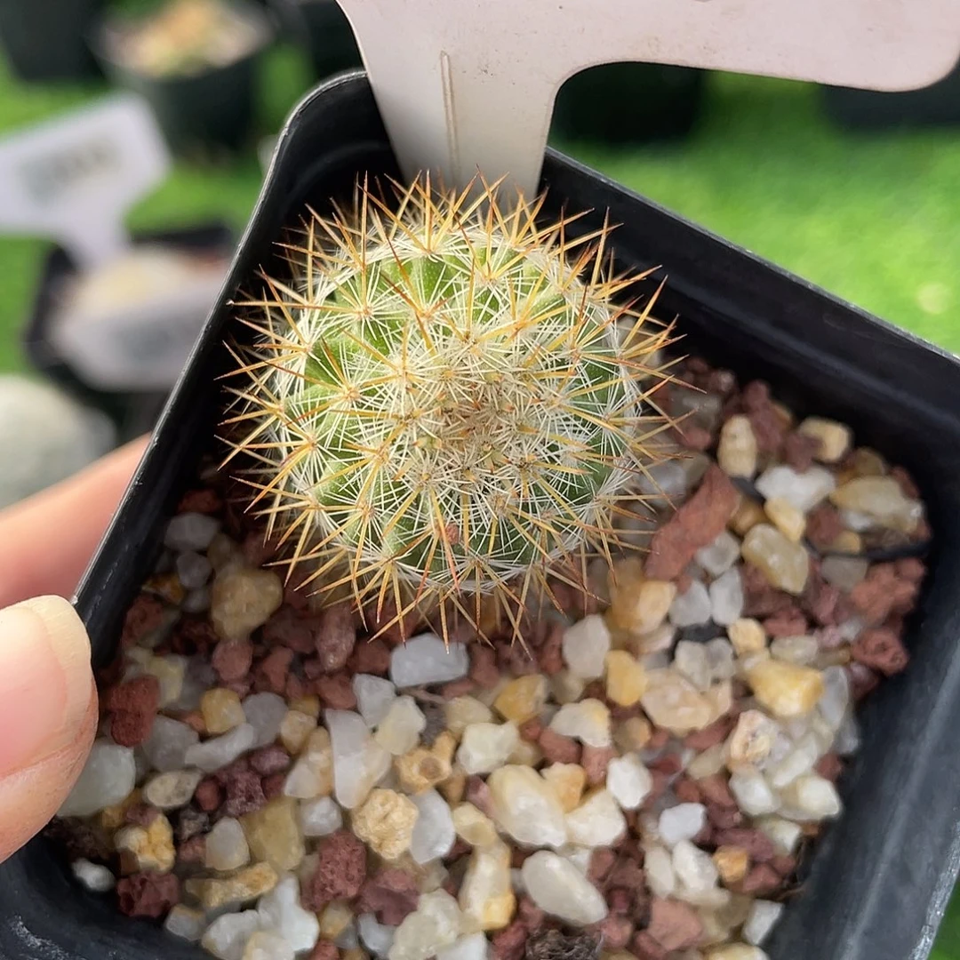 7303 乳突实生清货满 39 包邮，非偏远地区