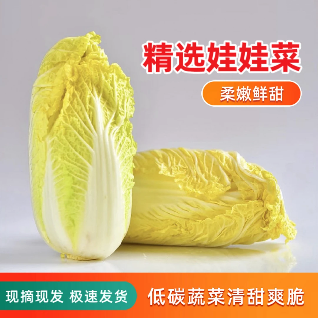 高原现摘现发露天精品黄心娃娃菜新鲜时令蔬菜软糯香甜新鲜到家