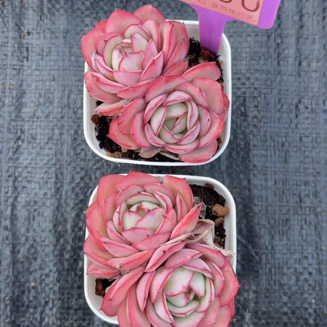 云尘多肉一物一拍1130