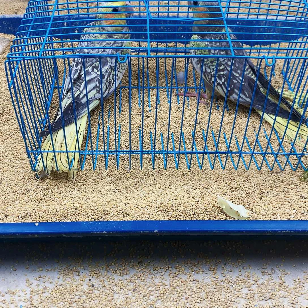 虎皮鹦鹉牡丹一如