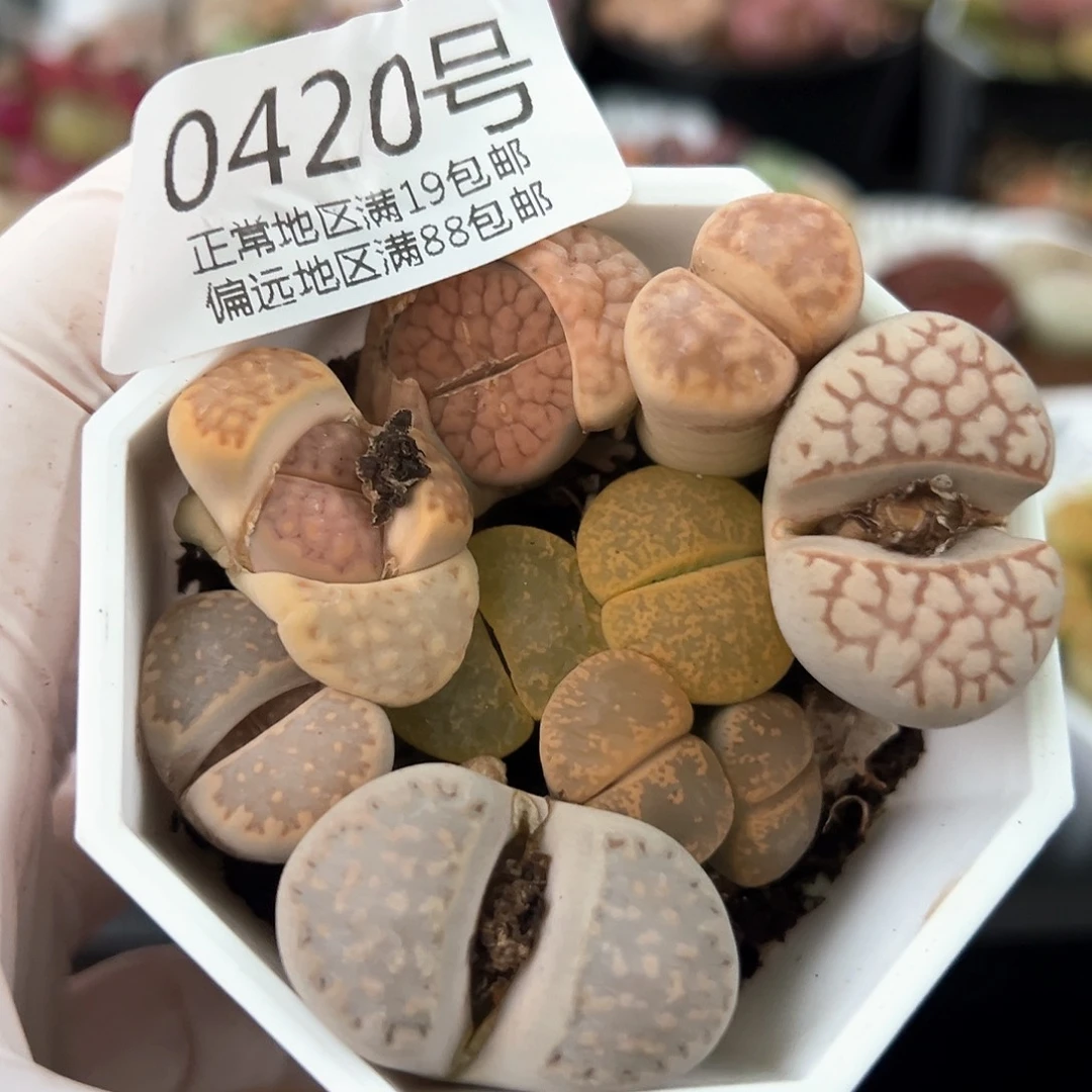 好养易活生石花大母本0420